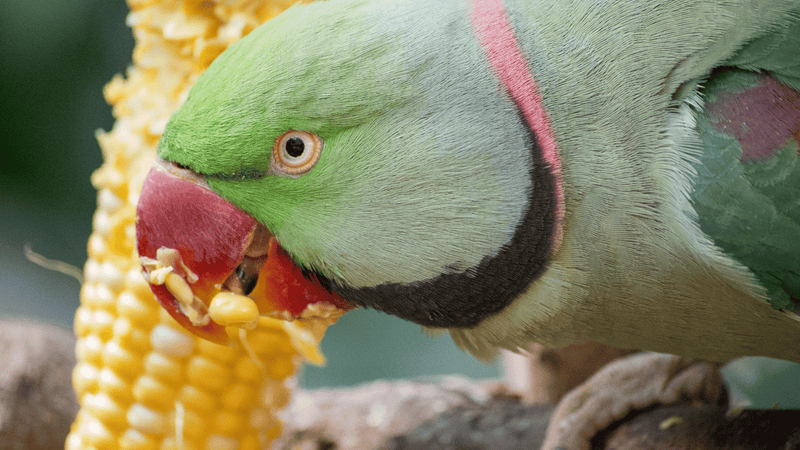 Papagaio pode comer milho?