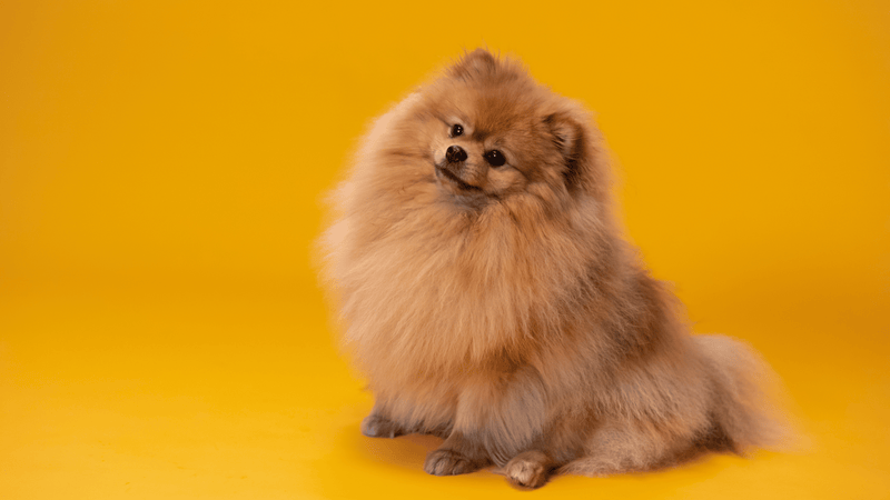 Nomes para cachorro: escolha o que mais combina com seu peludo!