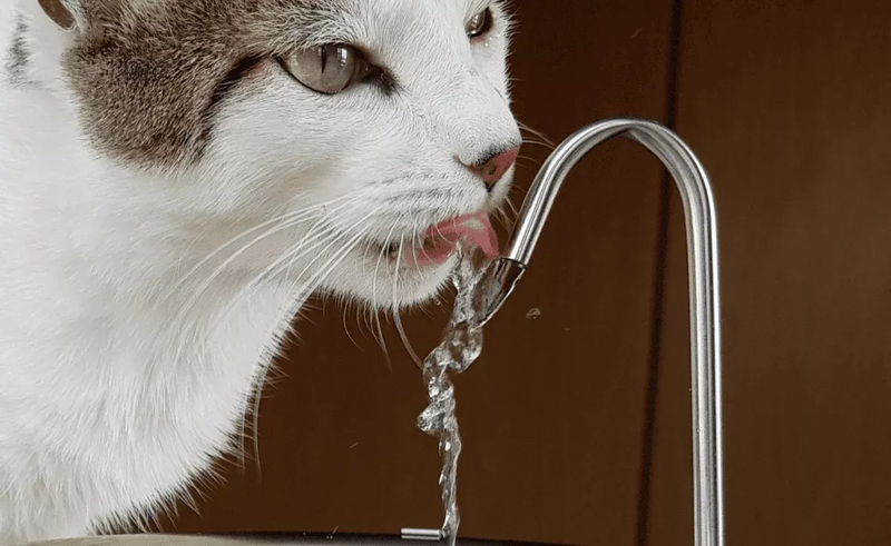 Fonte Bebedouro Automático para Cães e Gatos Preto - Bivolt