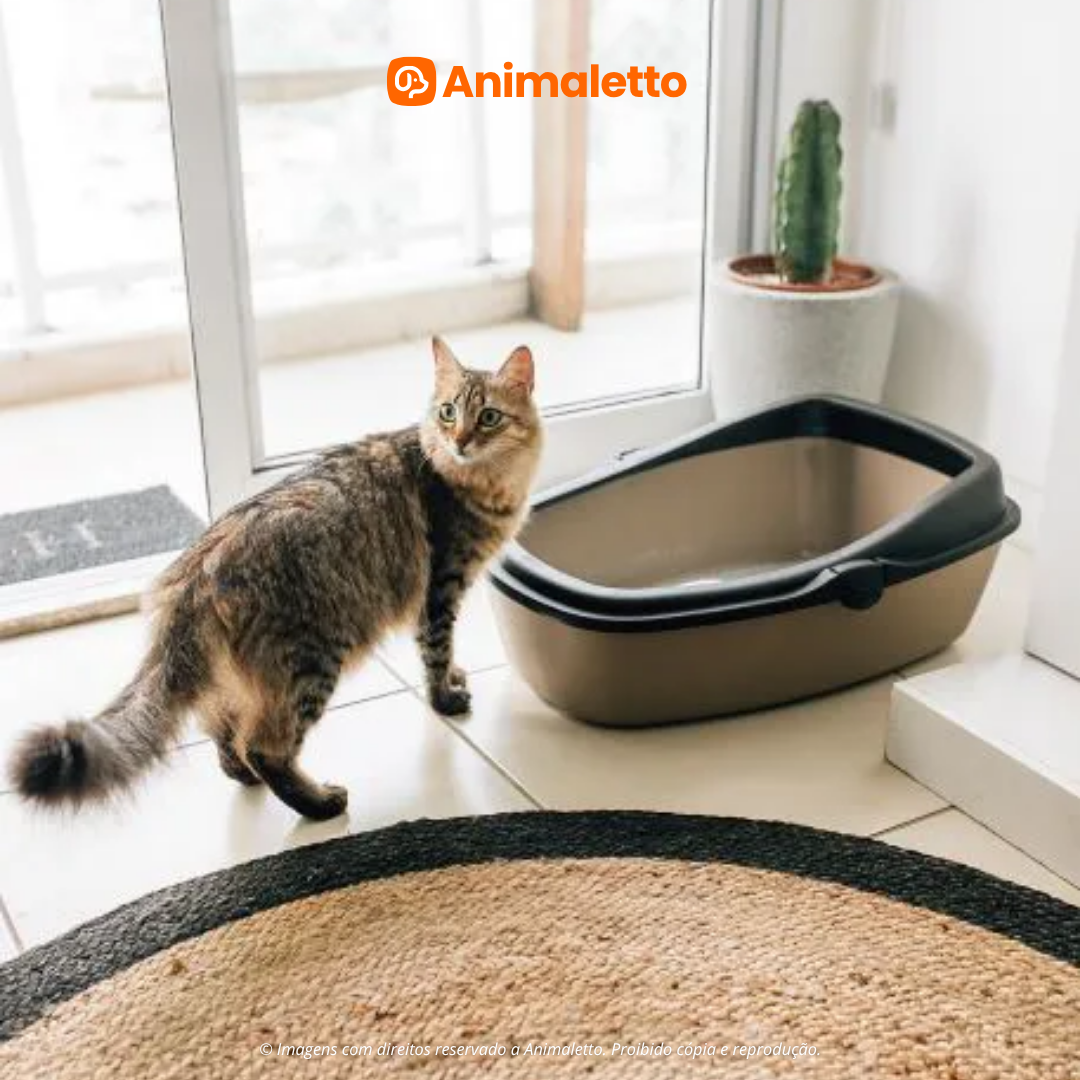 Sanitário Higiênico Wc King Gatos Grande Cores Premium Jel Plast